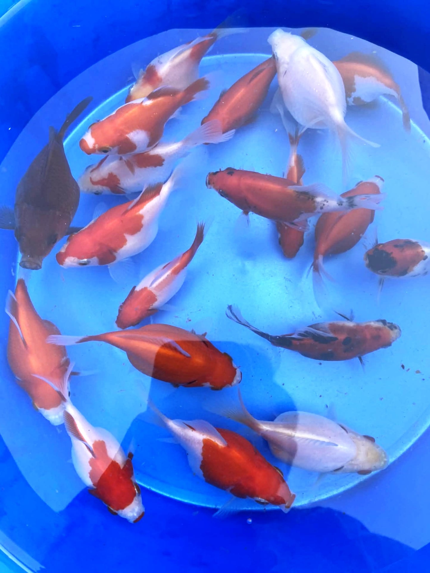 Young Tamasaba (Jumbo) 1-2 inch