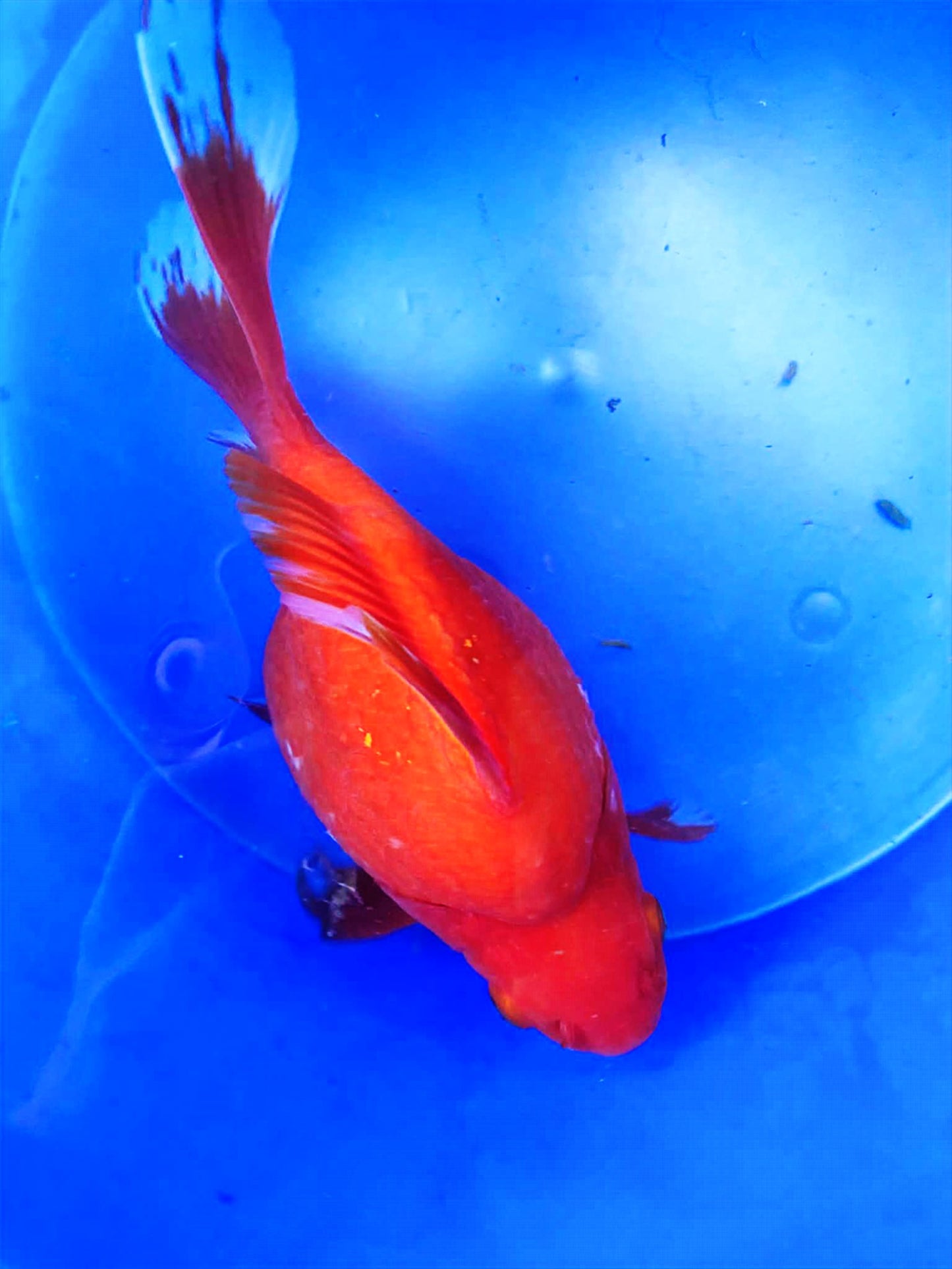 All Red Beni Tamasaba 5-6 in H