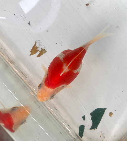 Red/white Tamasaba Goldfish N