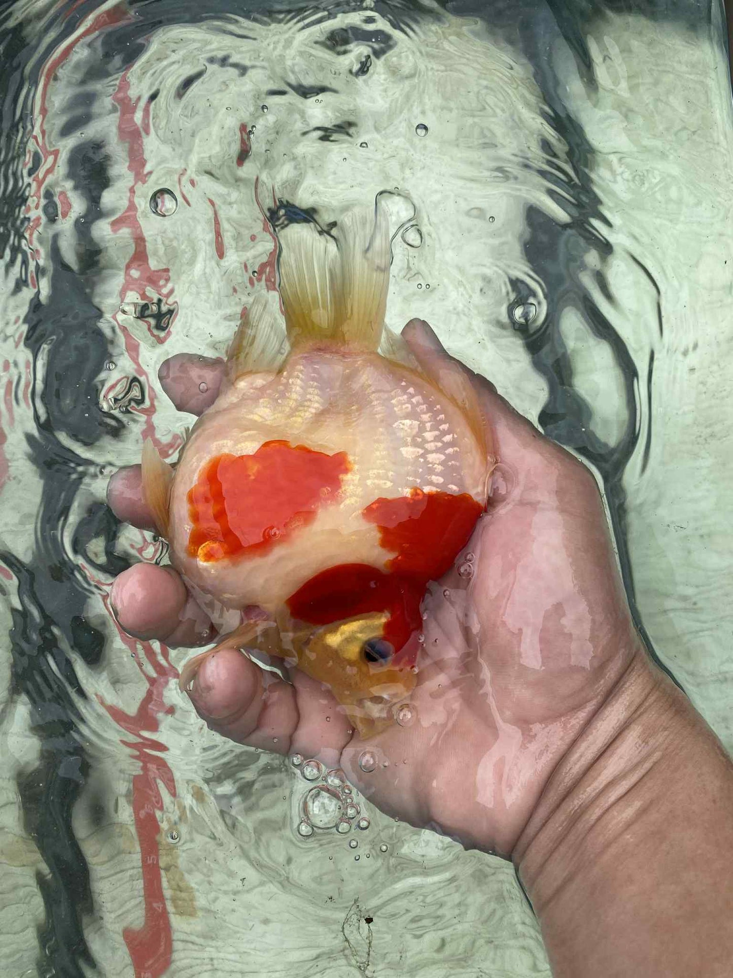 NND 2-3 Years Old Red/White Tamasaba 5-6 in A