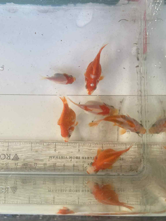 6 Months Old Red/White Tamasaba C