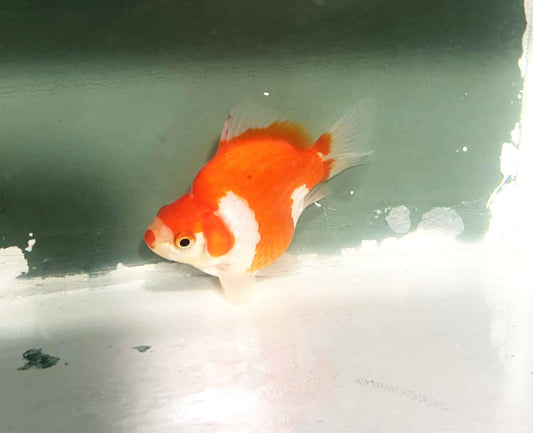 Jumbo Tamasaba Goldfish K