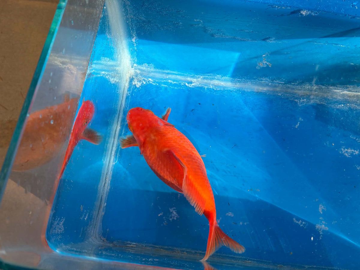 Red Tamasaba Goldfish 4-5 Inc D