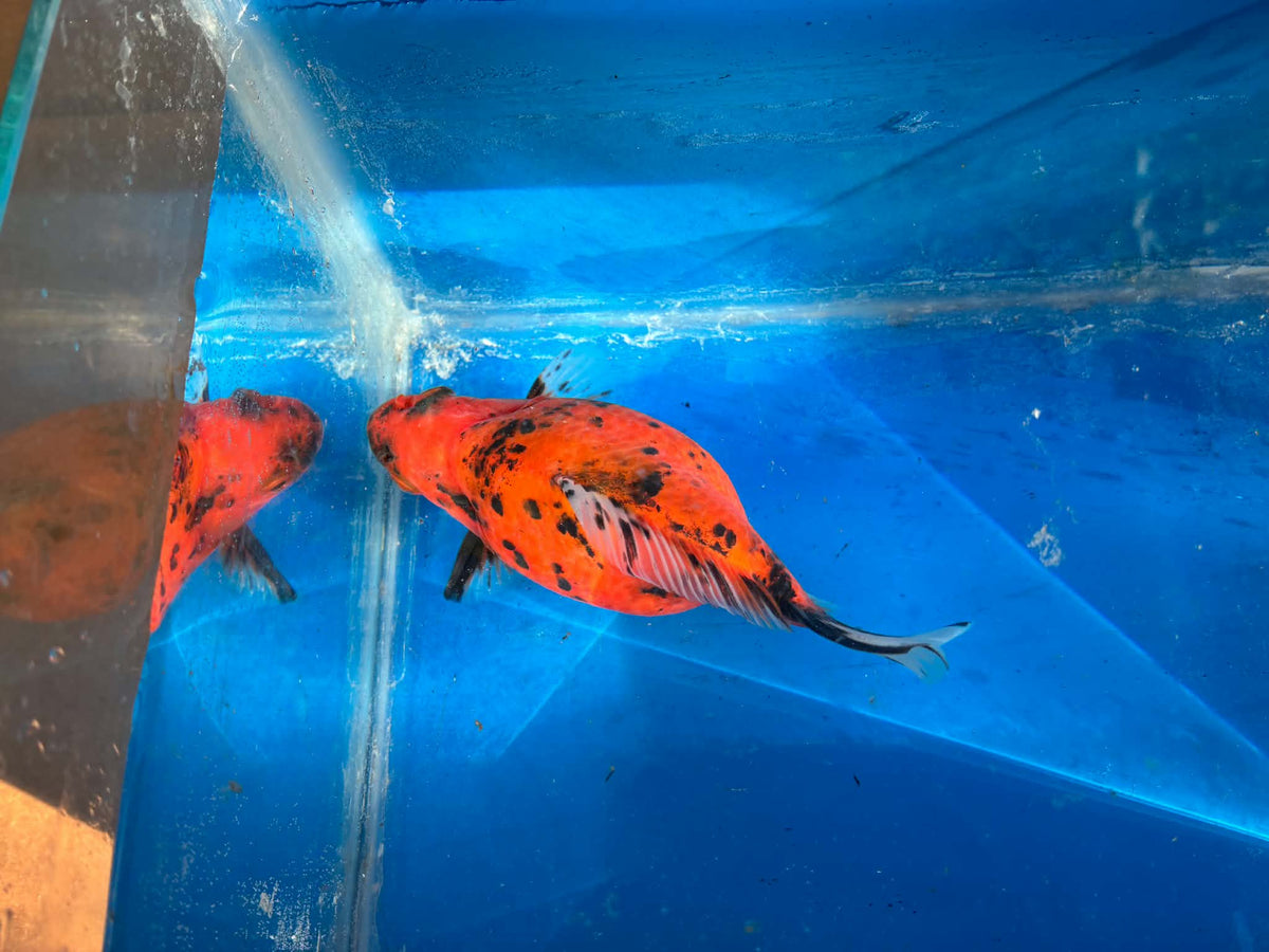 Calico Tamasaba Goldfish 6-7 Inch Female