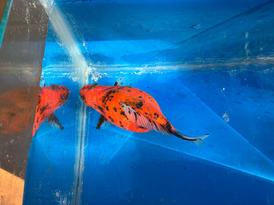 Calico Tamasaba Goldfish 6-7 Inch Female