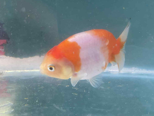Red/White Ranchu 6 months old D