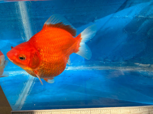 Red Tamasaba Goldfish 4-5 Inc B