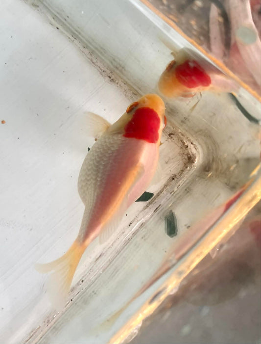 Red/white Tamasaba Goldfish J
