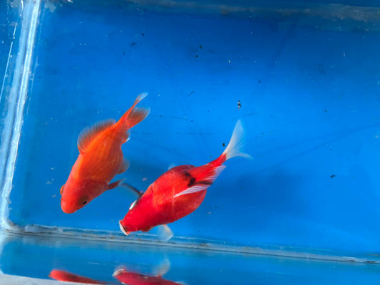 1 Calico & Red White Tamasaba Goldfish 3-4 Inch L