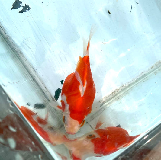 Red White Tamasaba Male 1 Year Old B