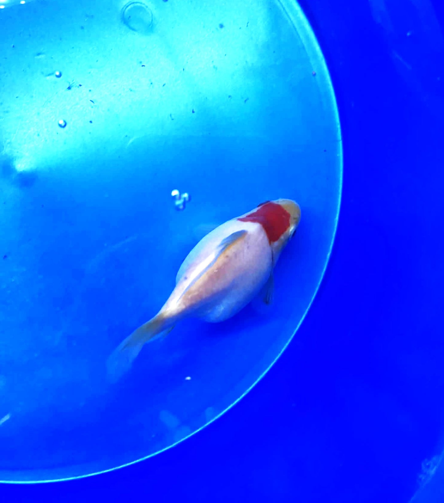 Jumbo Tamasaba Goldfish (8month old) 3-4 inch N