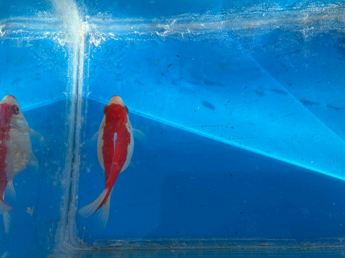 Red White Tamasaba Goldfish 3-4 Inch L