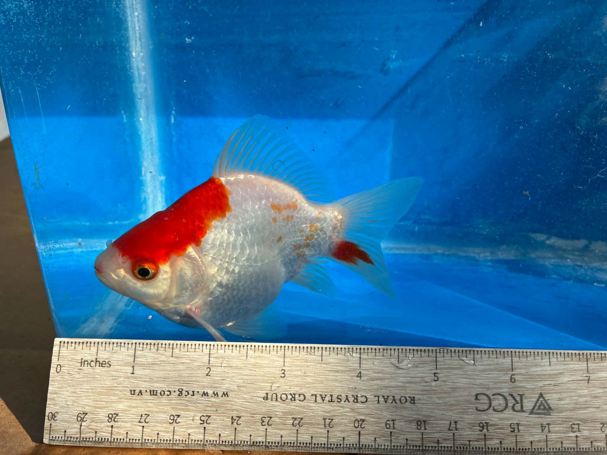 Red White Tamasaba Goldfish 4-5 inch A