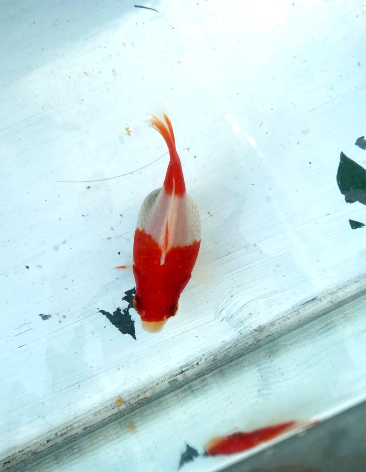 Jumbo Tamasaba 1 Year Old M