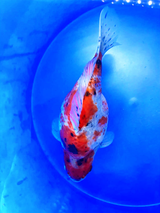 HQ Tri-Color Tamasaba 5-6 in I