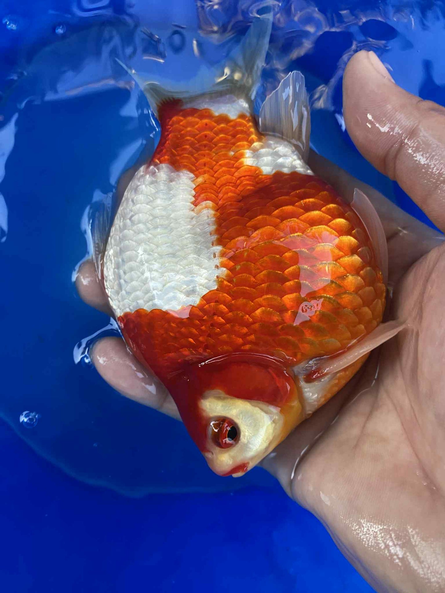NND 2-3 Years Old  Red/White Tamasaba 5-6 in O