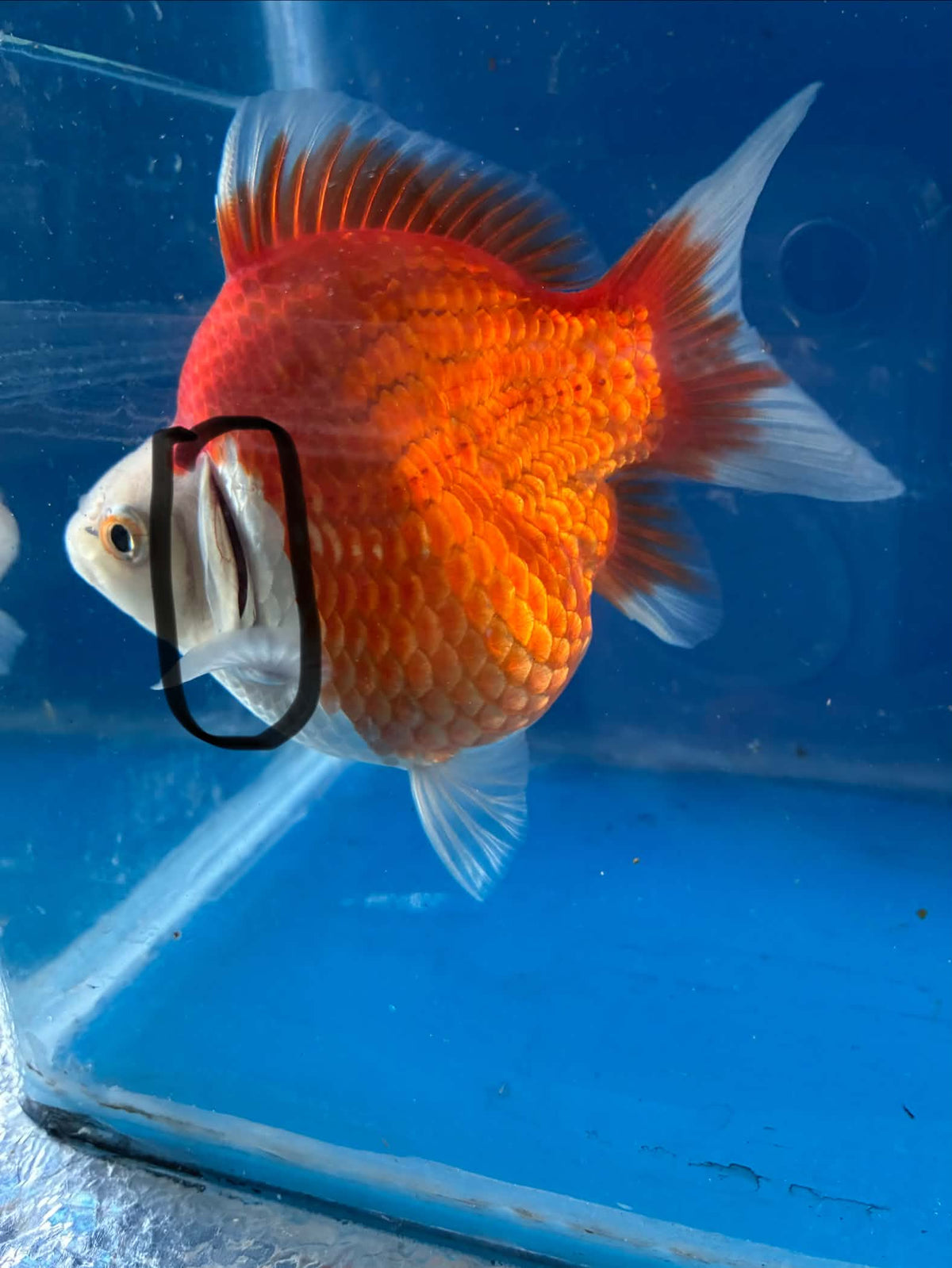 Red White Tamasaba 4-5 Inch defect