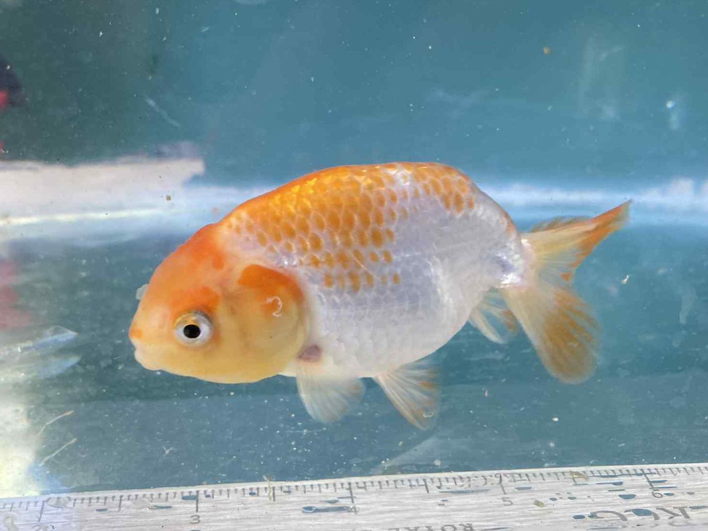 6 months Old Japanese Top view Ranchu D