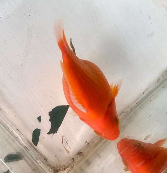 Red/white Tamasaba Goldfish L