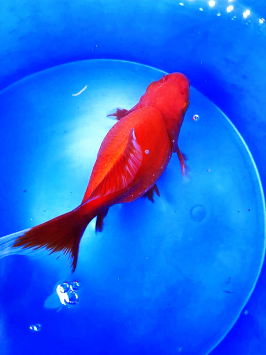 HQ Beni Tamasaba 5-6 in M P