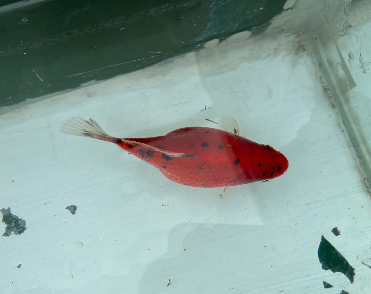 Tricolor Tosai Tamasaba 1 Yr Old Female T