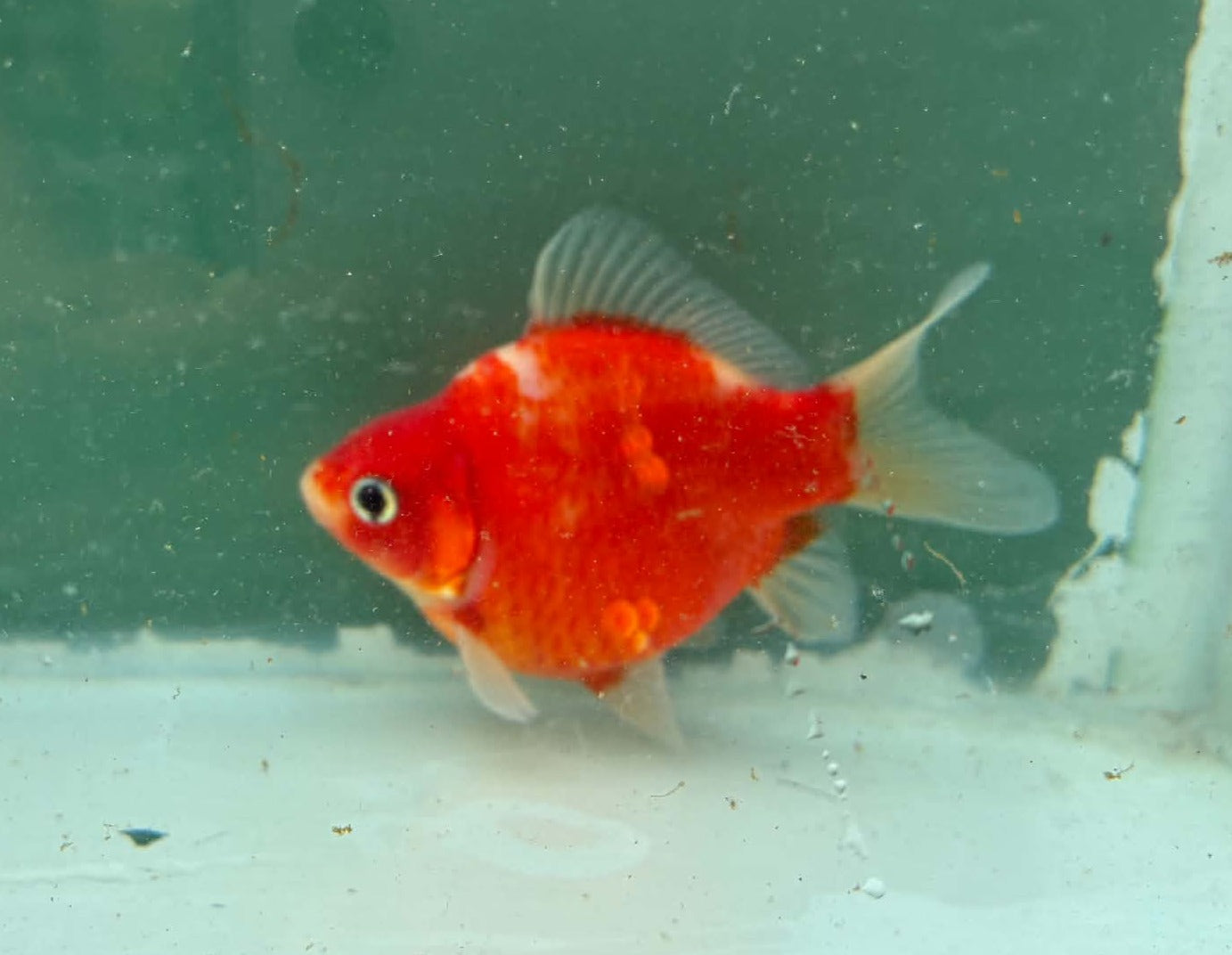 Red White Tosai Tamasaba 1 Yr Old Female S