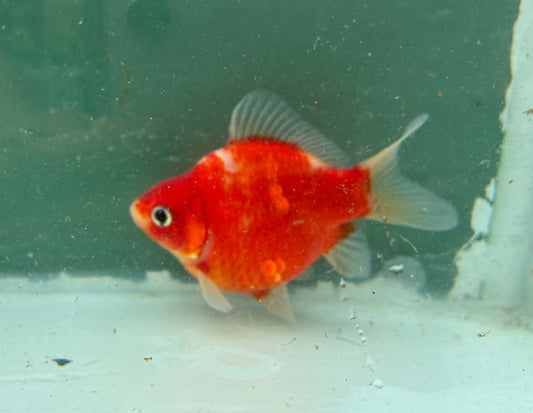 Red White Tosai Tamasaba 1 Yr Old Female S