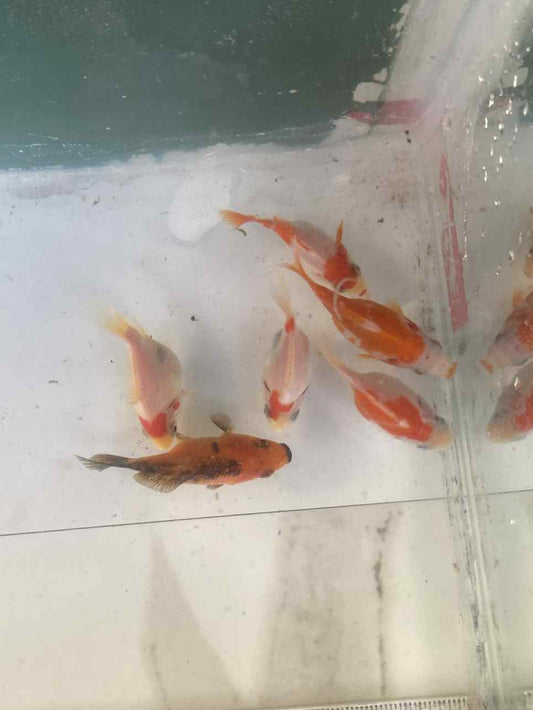 6 Months Old Red/White Tamasaba A