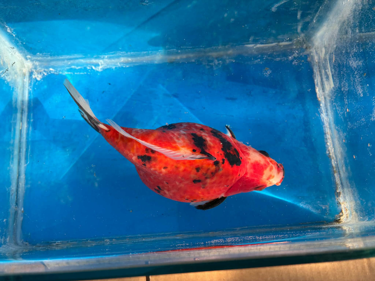 Tricolor Tamasaba Goldfish 6-7 Inch M