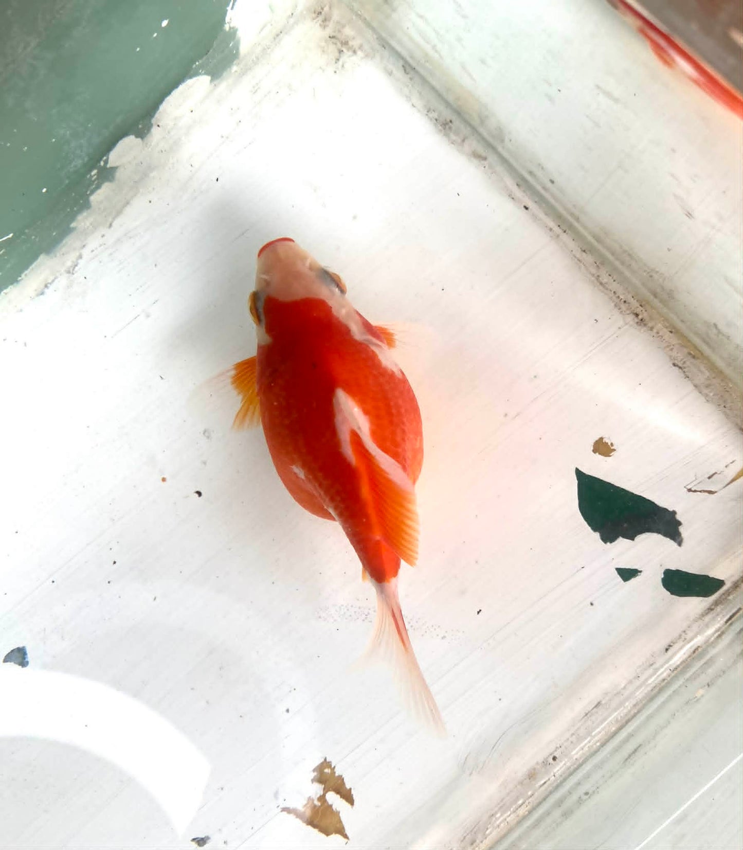 Red/white Tamasaba Goldfish D