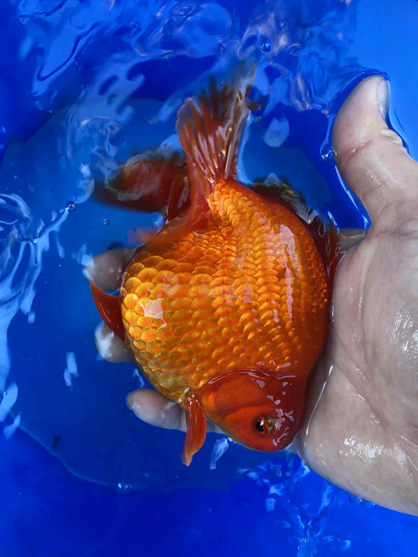 Hydrid Ryukin Goldfish B