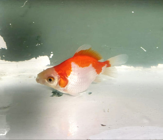 Jumbo Tamasaba Goldfish P