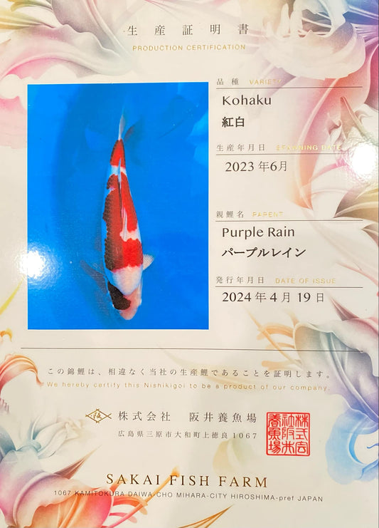 Certified Sakai Kohaku (F)-Purple Rain Bloodline