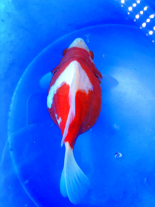 HQ Snow White Super Red Tamasaba 5-6 in C