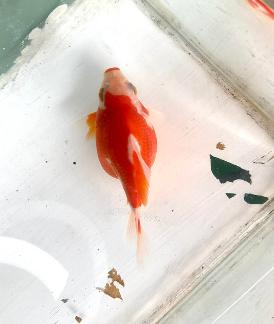 Red/white Tamasaba Goldfish D
