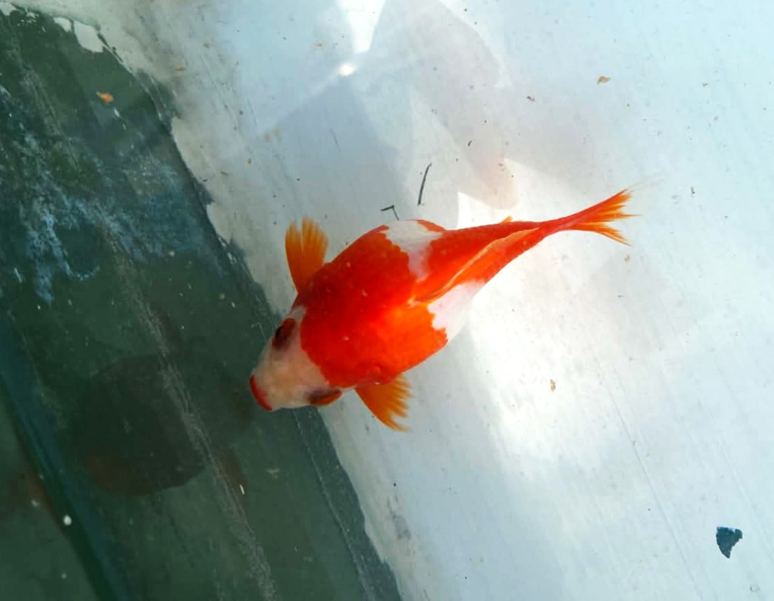 Jumbo Tamasaba 1 Year Old H