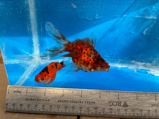 2 Calico Tamasaba Goldfish 3-4 Inch D