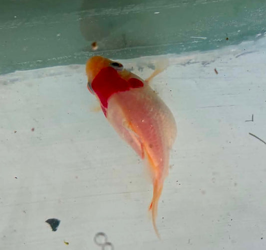 Tosai Tamasaba 1 Yr Old B