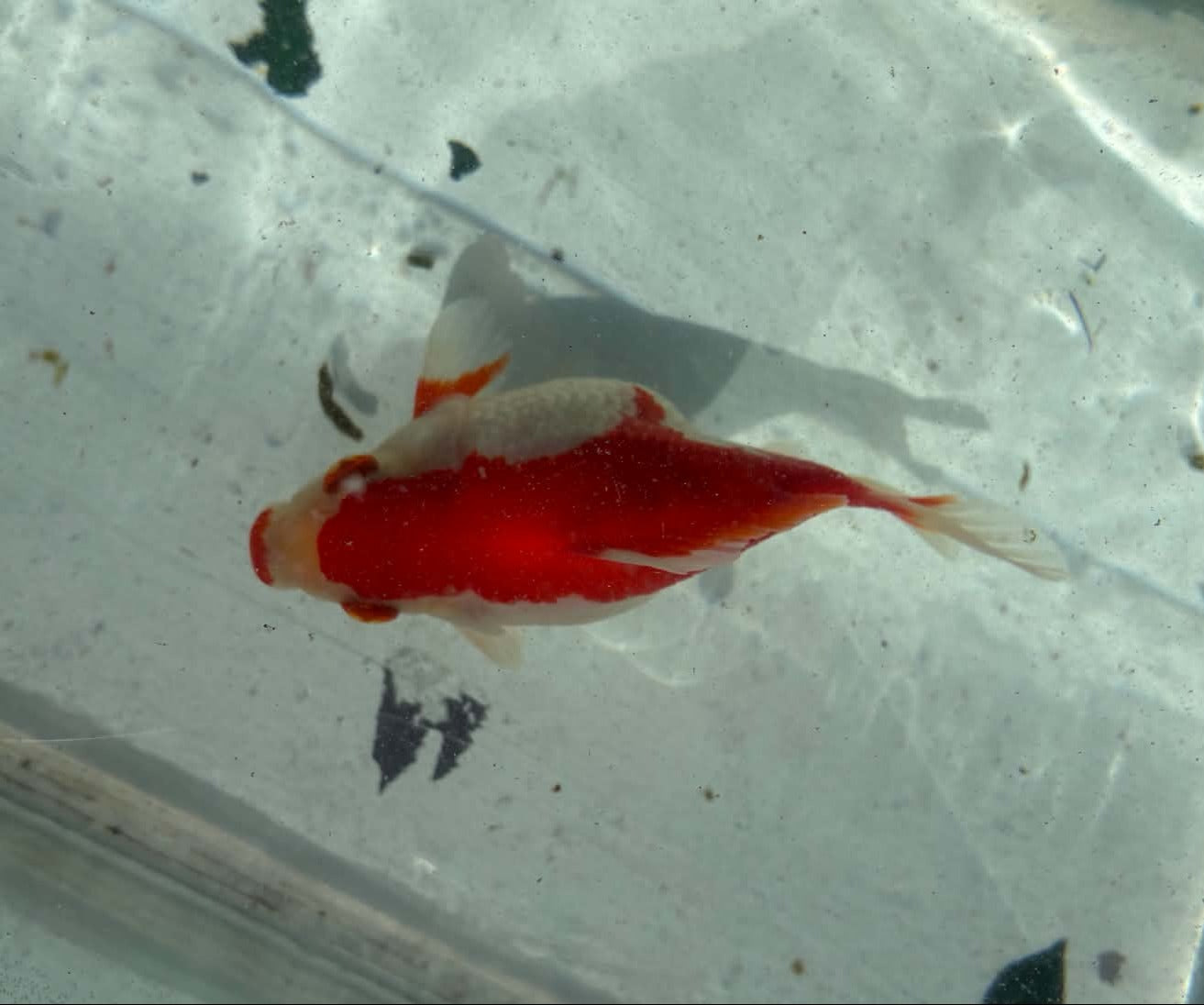 Red White Tamasaba 1 Year Old P