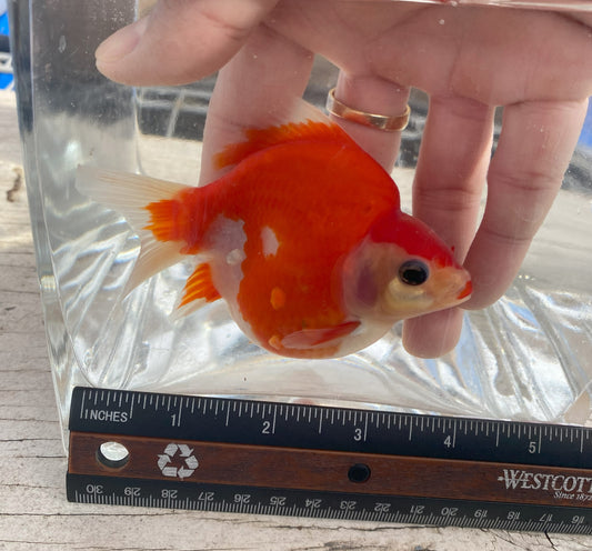 Japanese Tamasaba Goldfish 4-5 Inch