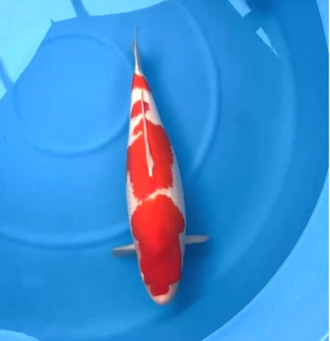 CERTIFIED MONOTARO KOHAKU FEMALE Nisai>Sansai 61CM