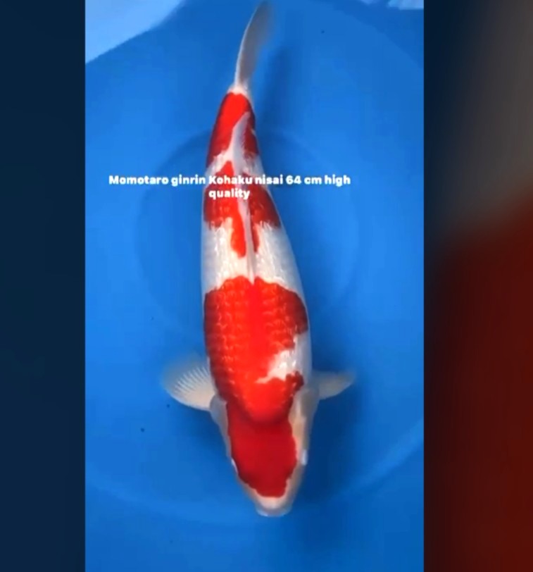 CERTIFIED MONOTARO GINRIN KOHAKU Nisai>Sansai 64cm