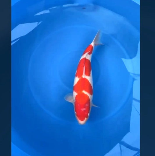 CERTIFIED MONOTARO KOHAKU FEMALE Nisai>Sansai 64cm