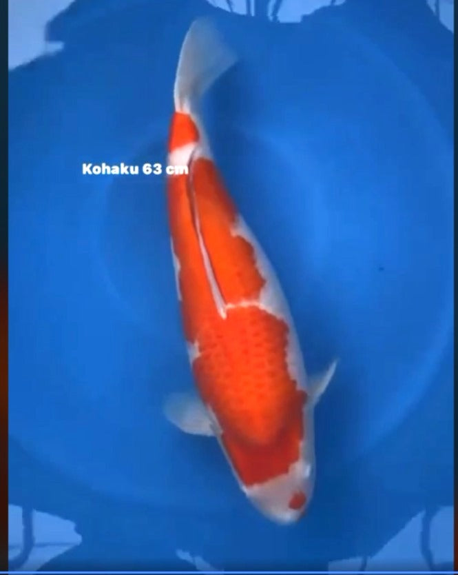 CERTIFIED MONOTARO KOHAKU FEMALE Nisai>Sansai 63cm