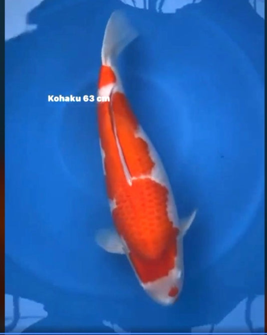 CERTIFIED MONOTARO KOHAKU FEMALE Nisai>Sansai 63cm