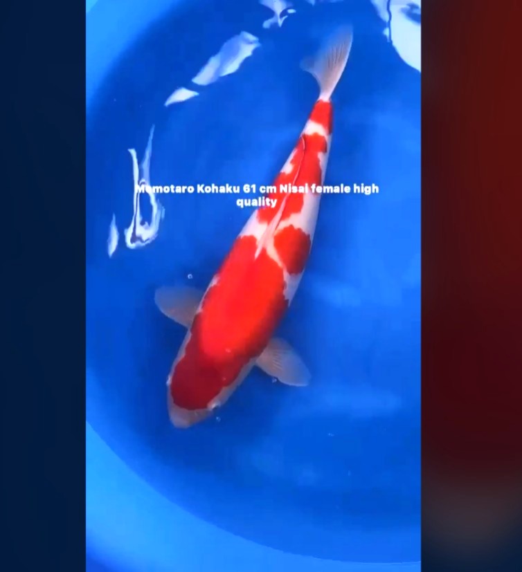CERTIFIED MONOTARO KOHAKU FEMALE Nisai>Sansai 61cm