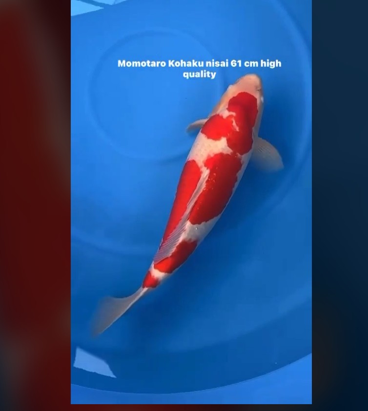 CERTIFIED MONOTARO KOHAKU FEMALE Nisai>Sansai 61cm