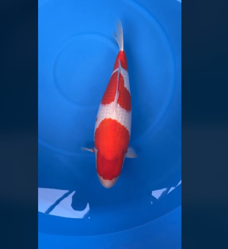 CERTIFIED MONOTARO KOHAKU FEMALE Nisai>Sansai62cm