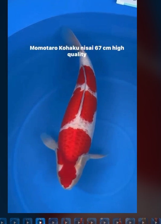 CERTIFIED MONOTARO KOHAKU Nisai>Sansai 67cm