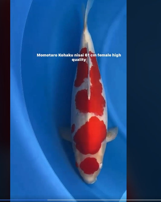 CERTIFIED MONOTARO KOHAKU FEMALE Nisai>Sansai 61cm